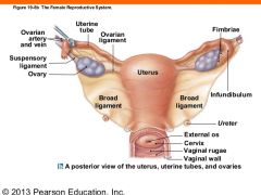-attach to each pelvic side wall
 -laterally from each side of uterus