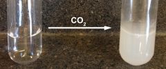 Is this test for Co2 positive or negative?