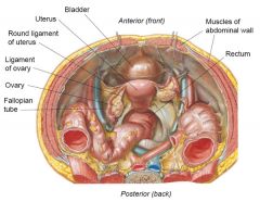 -attaches uterine cornu to ant pelvic wall
-btw broad ligaments ant and inf to fallopian tubes (should not see these!)