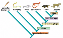Which of thefollowing is false about the diagram below? 
a.  The diagram is a phylogenetic tree. 
b.  The diagram illustrates the evolutionaryrelationship between the organisms in the diagram. 
c.  The lamprey has a vertebralcolumn. 
d.  The diagr...