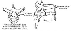 

INTERVERTEBRAL FORAMINA- spaces between adjacent vertebrae which givespassage for spinal nerves to exit. VERTEBRAL FORAMINA forms vertebral canal.
