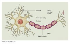 neurons and neuroglial cells