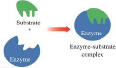 This model of enzymatic activity is...
