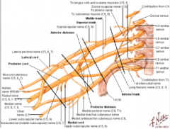 anterior division fibre- flexor muscles of the upper limb (anterior) and skin overlying them 