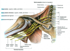upper, middle and lower trunk formed above the clavicle 
divisions- happens behind the clavicle
cords- develop inferior to the clavicle  
