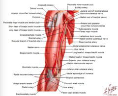 lateral and medial cord visible. (according to relationship with artery) 

M shape- makes up terminal branches from the medial and lateral cord 

lateral M- pericing coracobrachialis - musculocutaneous nerve (lateral cord) 

middle M- median ne...