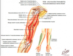 Musculocutaneous nerve 