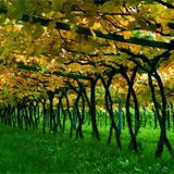 Pergola Trellising System, The pergola trellising system promoted by the Romans and still used in Italy, normally has fewer vines per hectare - with approx 1666 vines/ha in the classic pergola-trellised vineyard, compared with around 4000 vines/ha...