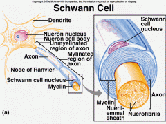 a portion of a Schwann cell outside of the myelin sheath