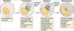 Controlled by cytokines, takes ~11 days
1. Myeloblasts
2. Promyelocyte
3. Myelocyte
4. Metamyelocyte
5. Band
6. Mature form