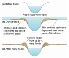 - Result from deposition accumulation of sediment along banks during flood event