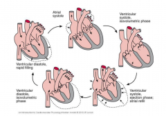 atrial systole, ventricular systole (isovolumetric), ventricular systole (ejection phase) + atrial refill, ventricular diastole (isovolumetric), ventricular diastole (rapid filling)