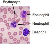 Neutrophil
Eosinophil
Basophil