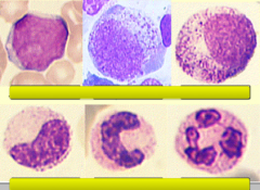 Identify these cells