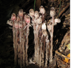 INDIAN-PIPE


 


Ericaceae


 


Usually in slightly more moist forests than Hypopitys monotropa, occasionally even in deep sphagnum moss in a bog.


Plants of decided pink color [f. rosea Fosberg] have been found in Barry, Cheboyg...