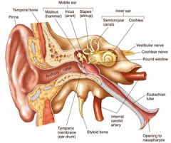 Consists of the Auricle, external auditory canal & tympanic membrane
Ear opening contains hairs and ceruminous glands that secrete cerumen(earwax) to trap dust