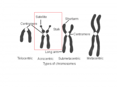 Kromosom, hvor centromeret er placeret på den yderste del af kromosomet.


 


Den korte arm består af heterokromatin.


 


Den korte arm er forsynet med stilk, hvorpå der sidder små kugleformede satellitter


 


 