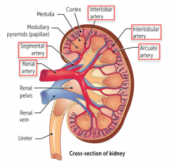 Renal artery → Segmental artery → Interlobar Artery → Interlobular Artery → Arcuate Artery