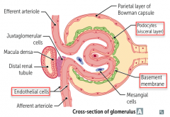 Glomerulus:
- Endothelial cells of blood vessel
- Basement membrane
- Podocytes (visceral layer)