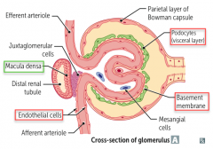 Distal Renal Tubule - adjacent to glomerulus and juxtaglomerular cells