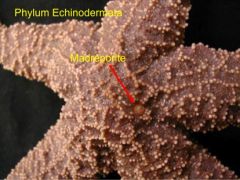Sea Star of Phylum Echinodermata external structures