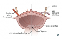 - Ureters pass UNDER uterine artery and UNDER ductus deferens (retroperitoneal)
- Water (ureters) are under the bridge (uterine artery and vas deferens)

(But pass over the iliac arteries
