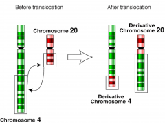 Udveksling af DNA-materiale mellem to ikke-homologe kromosomer, således at der flyttes materiale fra det første til det andet og fra det andet til det første.


 


De resulterende kromosomer kaldes for derivative chromosomes.
