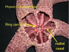Sea Star of Phylum Echinodermata internal structures