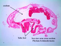 Sea Star of Phylum Echinodermata arm cross section