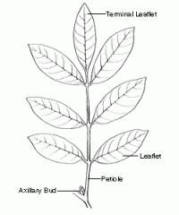 compound leaf where leaflets arise at several points along the petiole