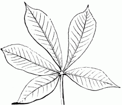 compound leaf where leaflets arise from a single point along the petiole