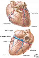 Tributaries of coronary sinus are:[SMG]-Small cardiac vein,
-Middle cardiac vein, and
-Great cardiac vein.