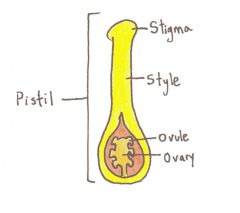 The female, ovule-producing part of a flower. Includes the stigma, style and ovary.