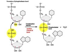 DNA polymeraseincorporates nucleotidesby formation ofphosphodiester bondbetween 5’ PO4 group ofnucleotide beingincorporated and 3’ OHon previous nucleotide