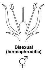 both functional male and female parts in the same flower 


 


• most flowers are hermaphroditic