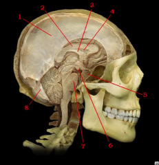 Match each structure on the image below to the correct answer from the list provided. Please note: some answers may be used more than once.

A.	Septum pellucidum of cerebral hemisphere
B.	Corpus callosum of cerebral hemisphere
C.	Falx cerebell...