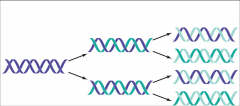 Each strand serves as a template for replication