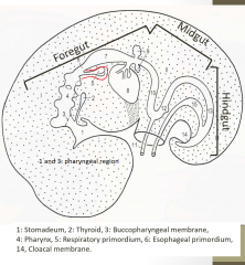 a ventral groove in the floor of the foregut