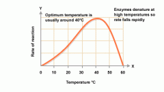 Enzymatic activity increases with increasing temperature until the enzyme, a protein, is denatured by heat and inactivated. At this point, the reaction rate falls steeply