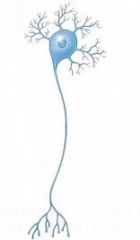 Name this type of
neuron.