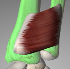 o: distal ulna
i: distal radius
a: pronates forearm
