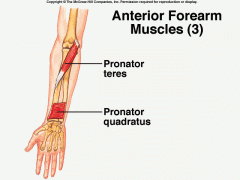 medial side of anterior surface of distal 1/4 of ulna