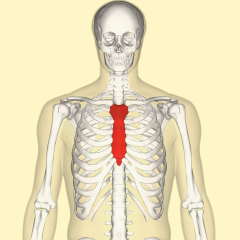 the sternum is a flat long bone found in the midline of the anterior thorax and is also known as the breastbone.