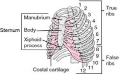 It is made up of the manubrium superiorly, the body in the  middle and the xiphoid process (cartilage) inferiorly.