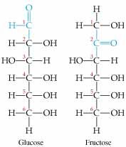 Glucose: 6 carbon aldehyde sugar
Fructose: 6 carbon ketose sugar