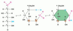 Sugars normally have 
3-7carbons and form ring shapes,
if they have 5 carbons or more
example here: GLUCOSE (in linear          
                          and ring form)