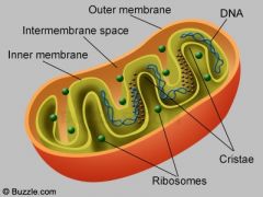 name the organelle.