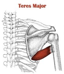 What is the origin of teres major?