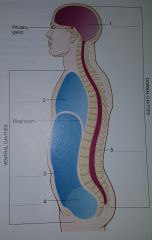 5) spinal cavity