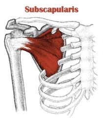 What is the origin of subscapularis?